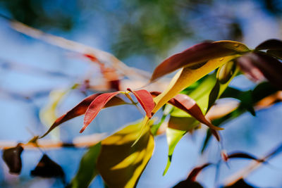 Close-up of yellow flowering plant leaves