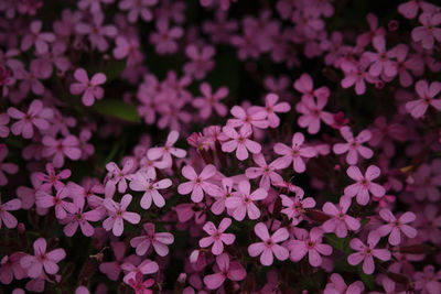Full frame shot of flowers