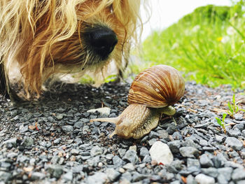 Close-up of snail on pebbles