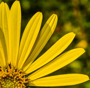 Close-up of yellow flowering plant