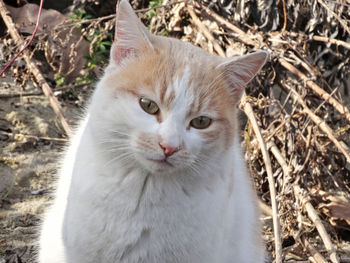 High angle portrait of cat on field