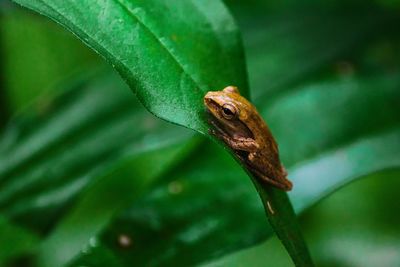 Close-up of insect on leaf