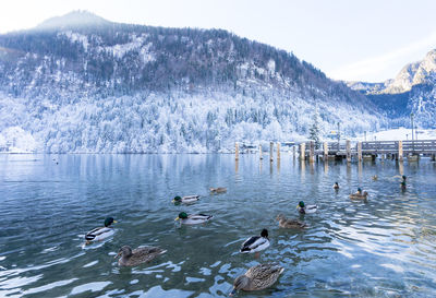 Mallard ducks swimming on lake during winter