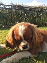 Close-up of dog on grass