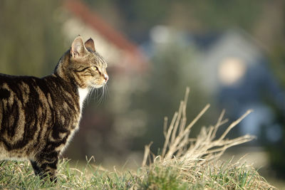 View of a cat looking away