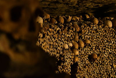 Human bones in catacombs