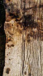 Full frame shot of tree trunk in forest