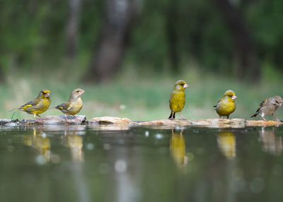 Birds at lakeside