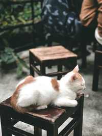 Close-up of cat relaxing on seat
