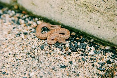 Close-up of rusty metal