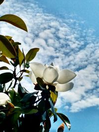 Low angle view of white flowering plant against sky