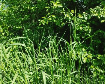 Full frame shot of bamboo plants on field