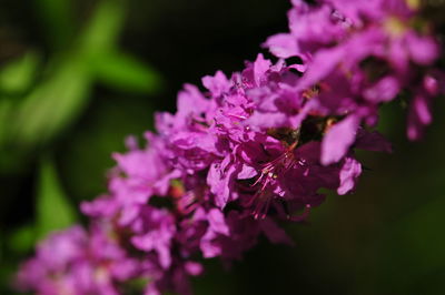 Close-up of pink flowering plant