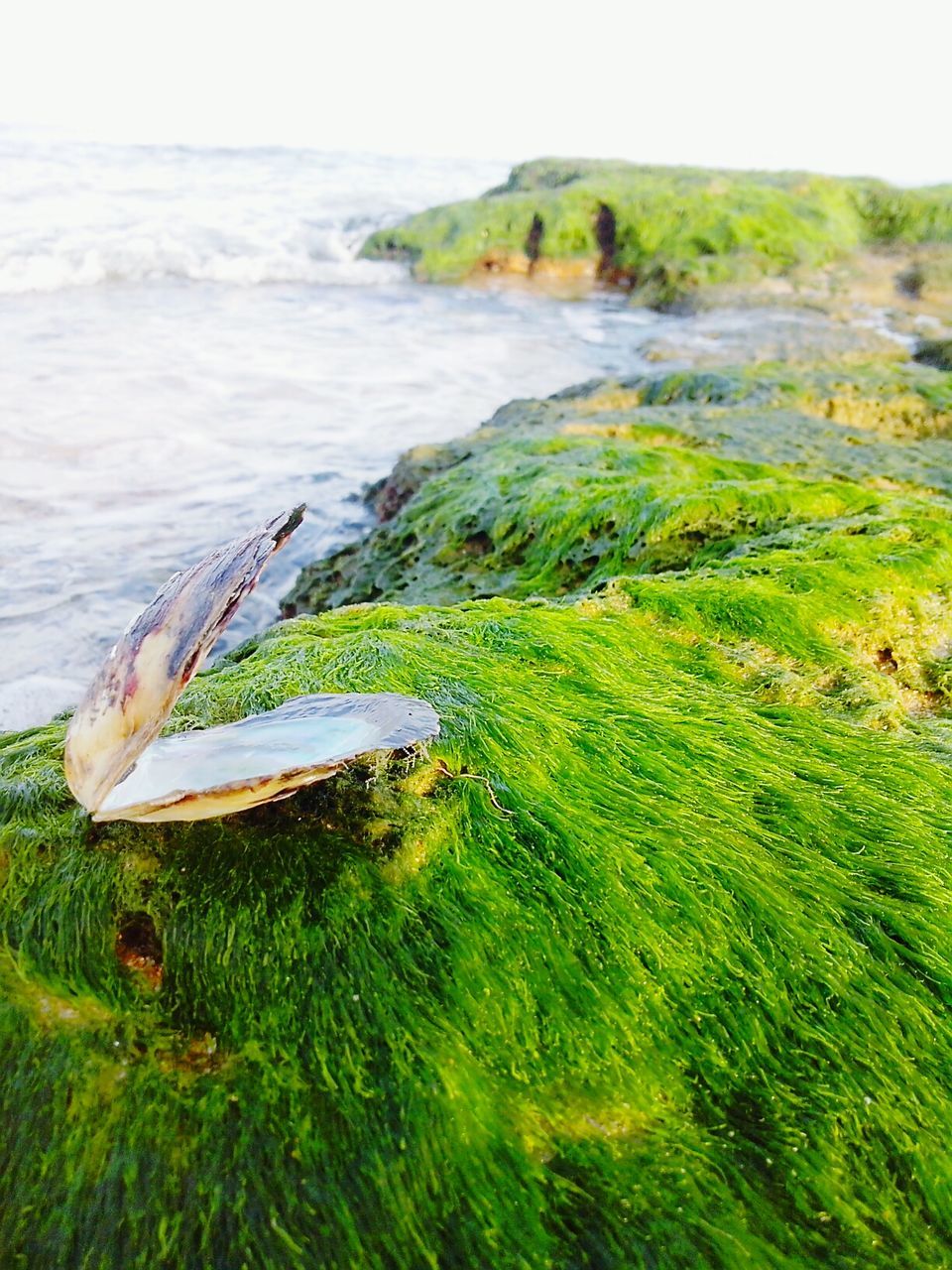 water, sea, grass, nature, tranquility, beauty in nature, tranquil scene, green color, scenics, beach, day, rock - object, shore, high angle view, outdoors, moss, no people, idyllic, horizon over water, plant