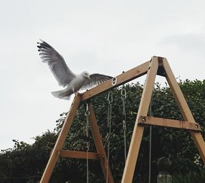 Low angle view of seagull flying