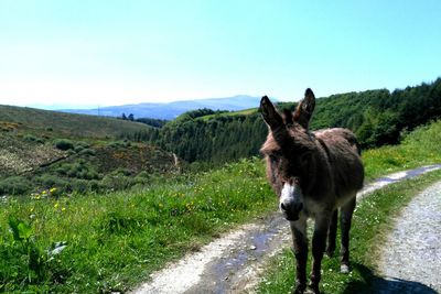 Portrait of horse standing on field against clear sky