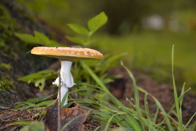 fungus