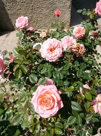 Close-up of pink roses blooming outdoors