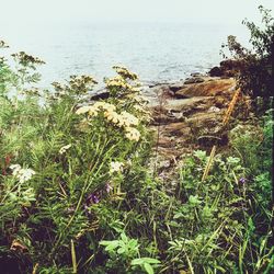 Plants growing in water