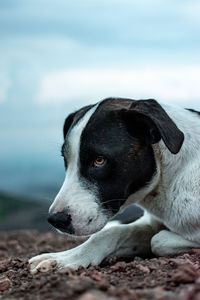 Close-up of dog looking away