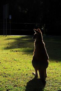 Dog sitting on grass