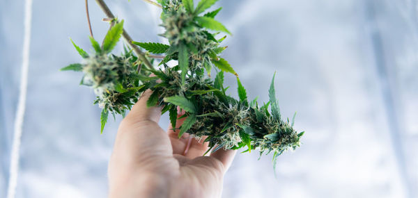 Cropped image of person holding plant against tree