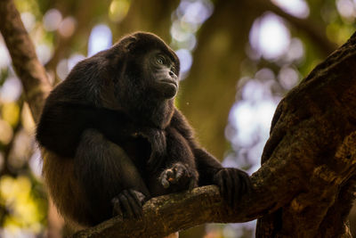 Close-up of monkey sitting on tree