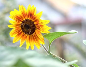 Close-up of sunflower