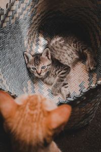 Portrait of cat relaxing in basket