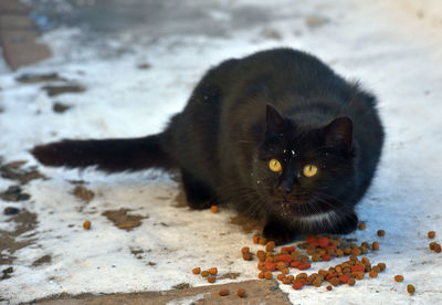 Portrait of black cat