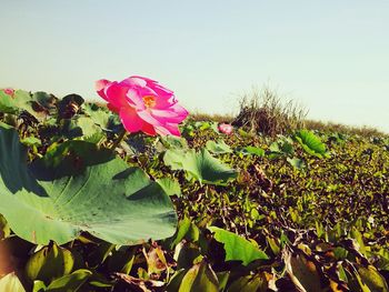 Close-up of pink flowers against clear sky