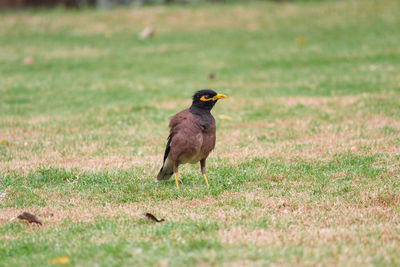 Bird perching on a field