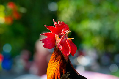 Close-up of rooster on red leaf