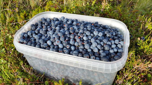 High angle view of grapes in container on field