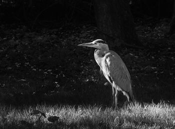 Bird perching on a field