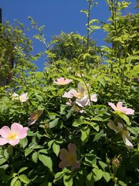 Close-up of flowering plants against trees