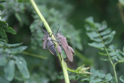 Close-up of insect on leaf