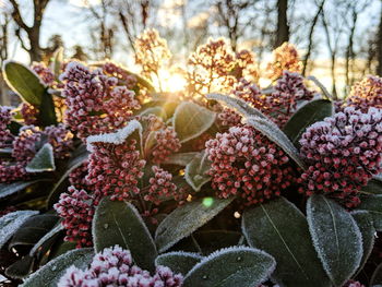 Close-up of pink flowering plant