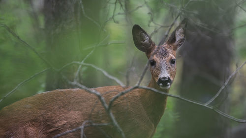Close-up portrait of roe deer