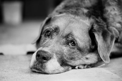 Close-up portrait of a dog resting