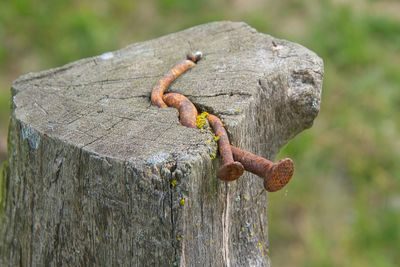 Close-up of lizard on wooden post