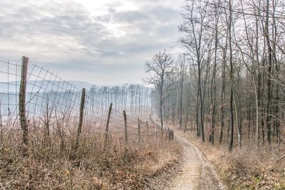 Panoramic shot of bare trees on land against sky