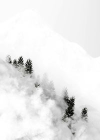 Pine trees on snowcapped mountains against sky
