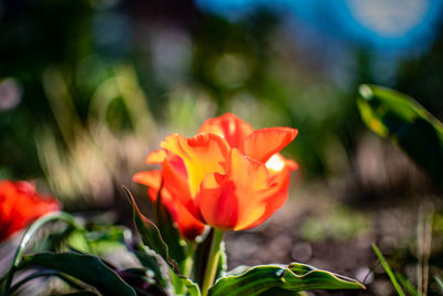 Close-up of red rose flower