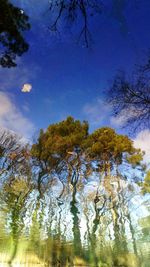 Low angle view of trees against sky