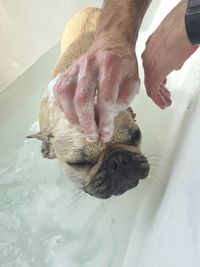 A cute french bulldog taking a bath