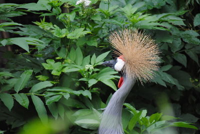 Close-up of a bird