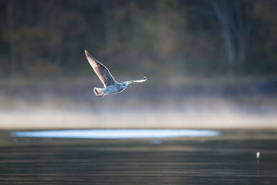 Bird flying over lake
