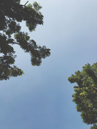 Low angle view of trees against clear blue sky