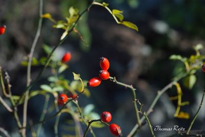 Close-up of berries growing on tree